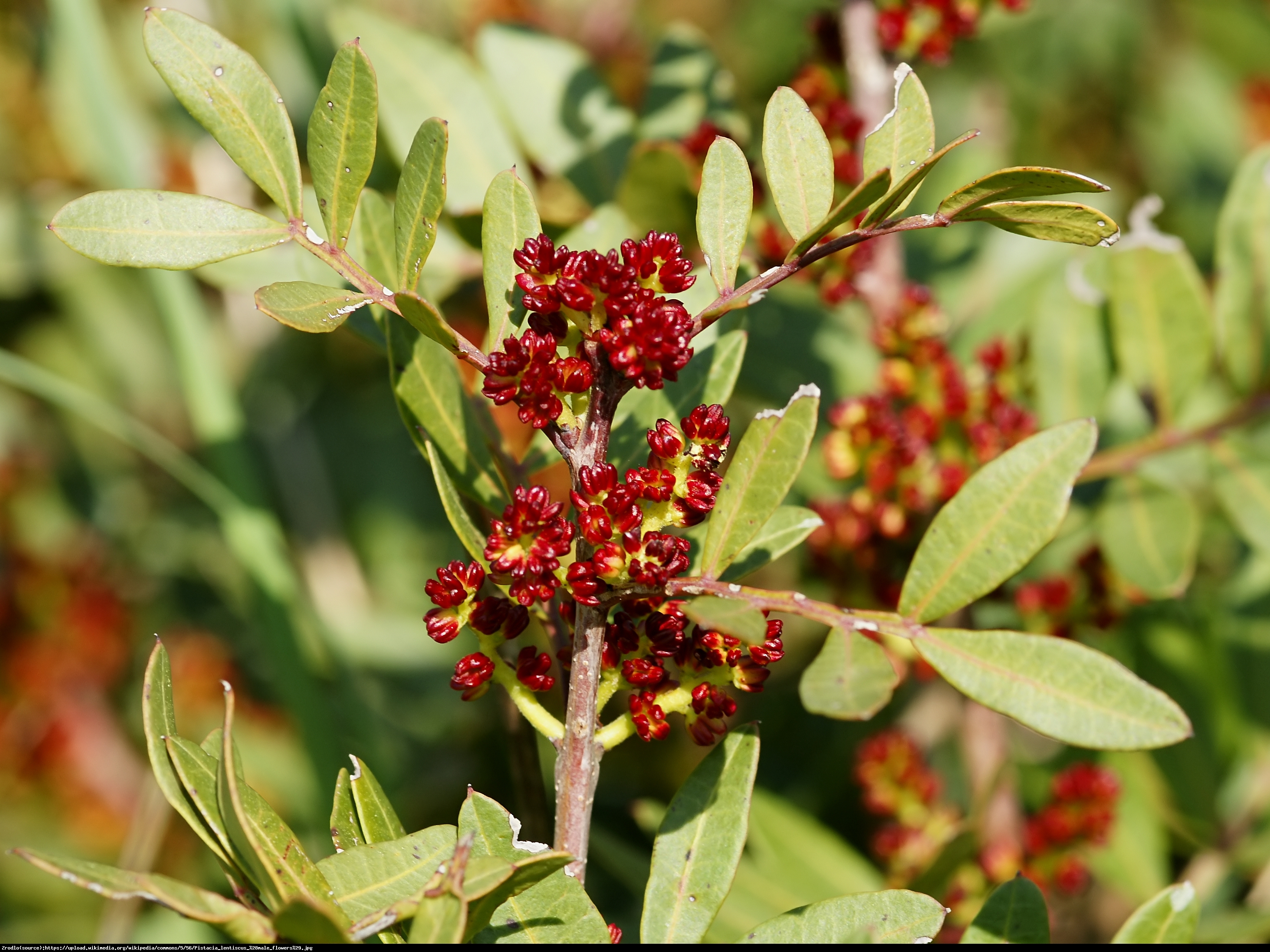 Pistacja chińska - SMACZNE ORZESZKI Z WŁASNEJ UPRAWY - Pistacia sinensis