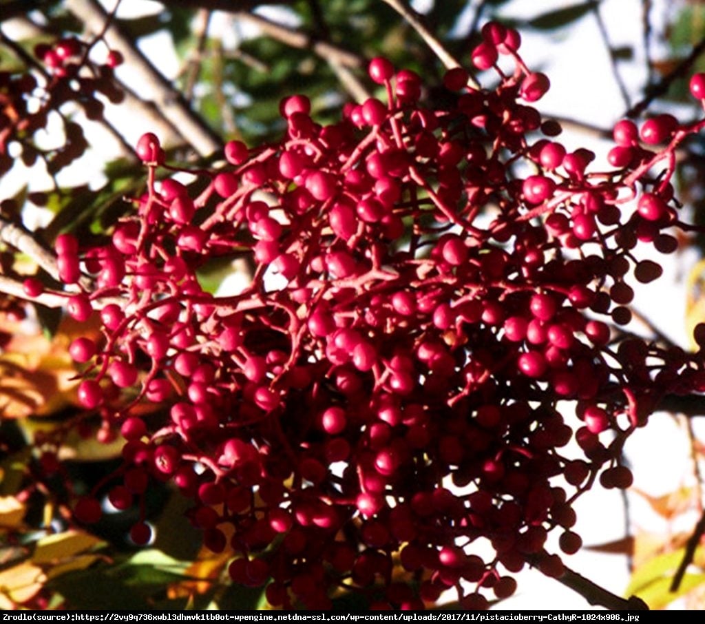 Pistacja chińska - SMACZNE ORZESZKI Z WŁASNEJ UPRAWY - Pistacia sinensis