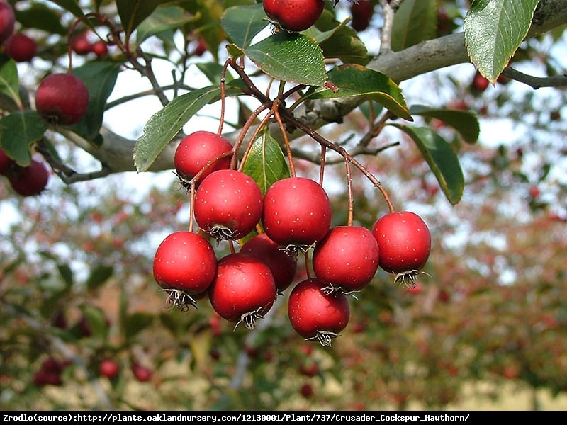 Głóg ostrogowy - NATURALNY ŻYWOPŁOT NIE DO PRZEJŚCIA - Crataegus crus - gali