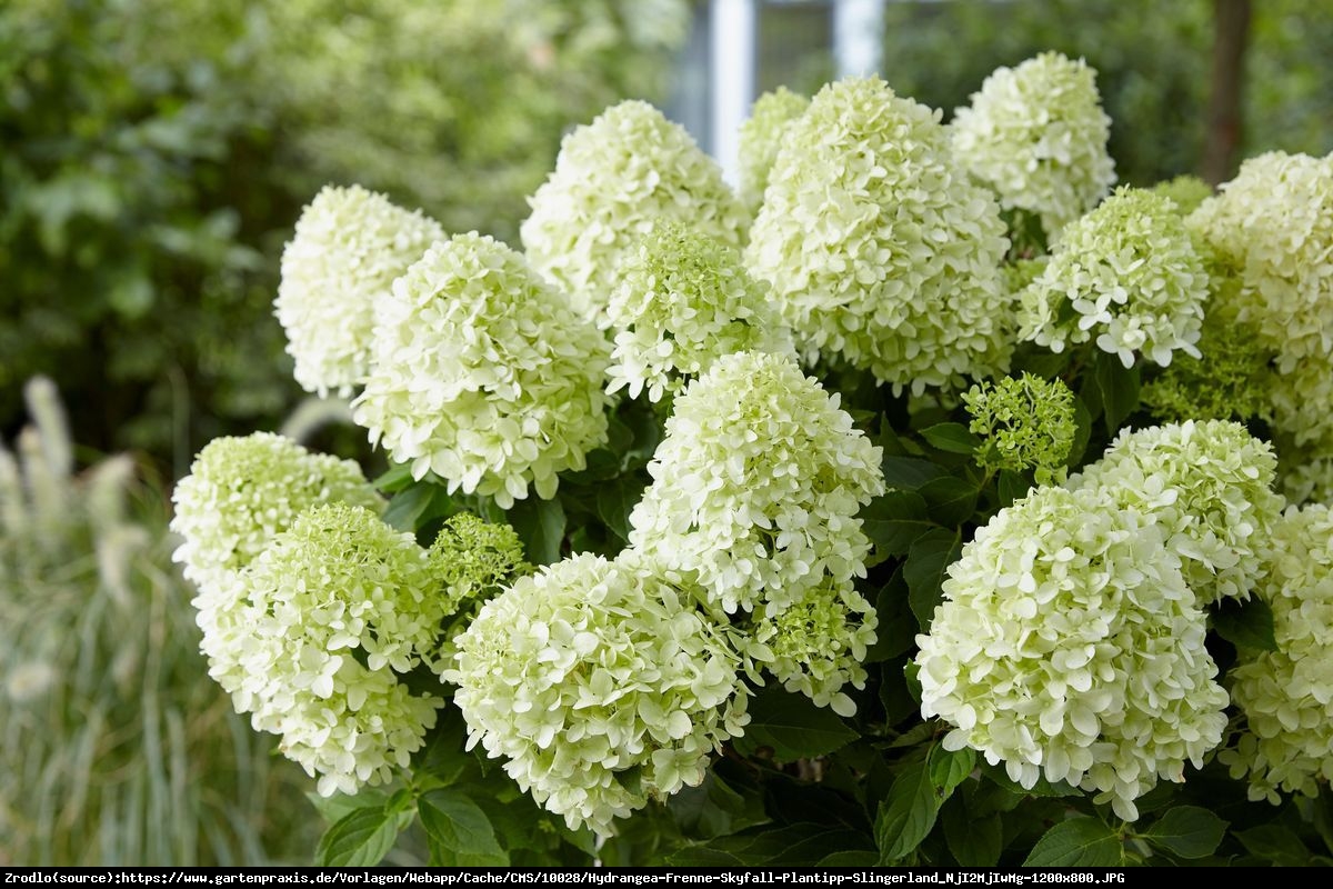 Hortensja bukietowa Skyfall PBR - NOWOŚĆ - HIACYNT W WERSJI MEGA - Hydrangea paniculata SKYFALL