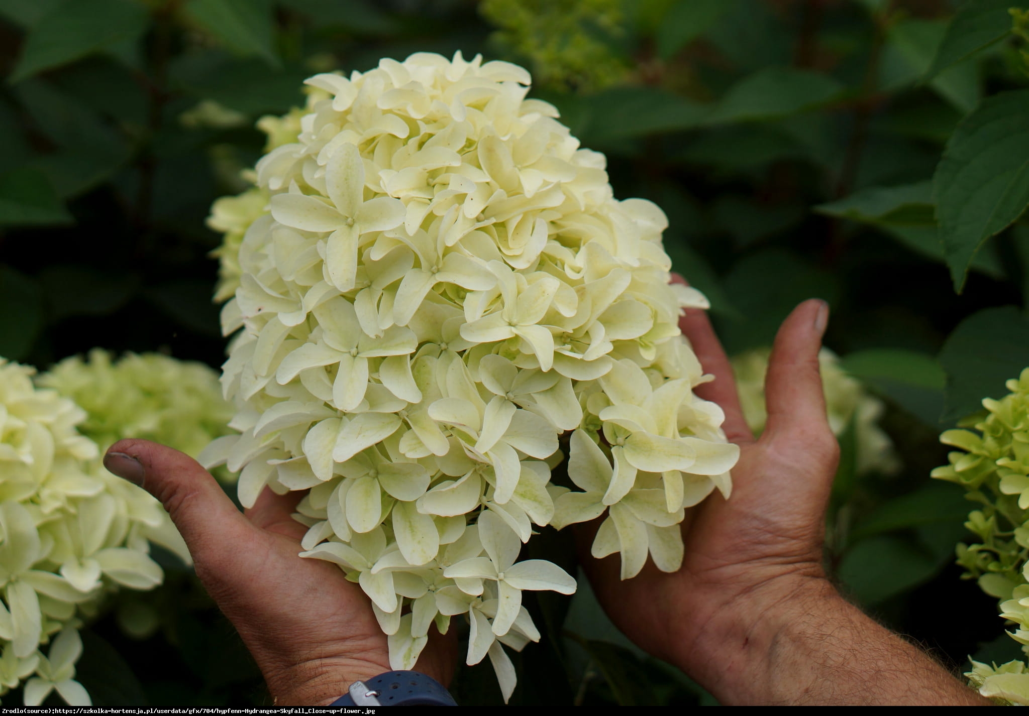 Hortensja bukietowa Skyfall PBR - NOWOŚĆ - HIACYNT W WERSJI MEGA - Hydrangea paniculata SKYFALL