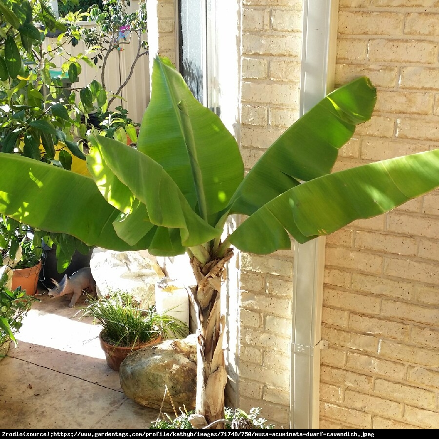 Bananowiec karłowaty Owoce po roku! 30-50 cm - Musa Dwarf Cavendish