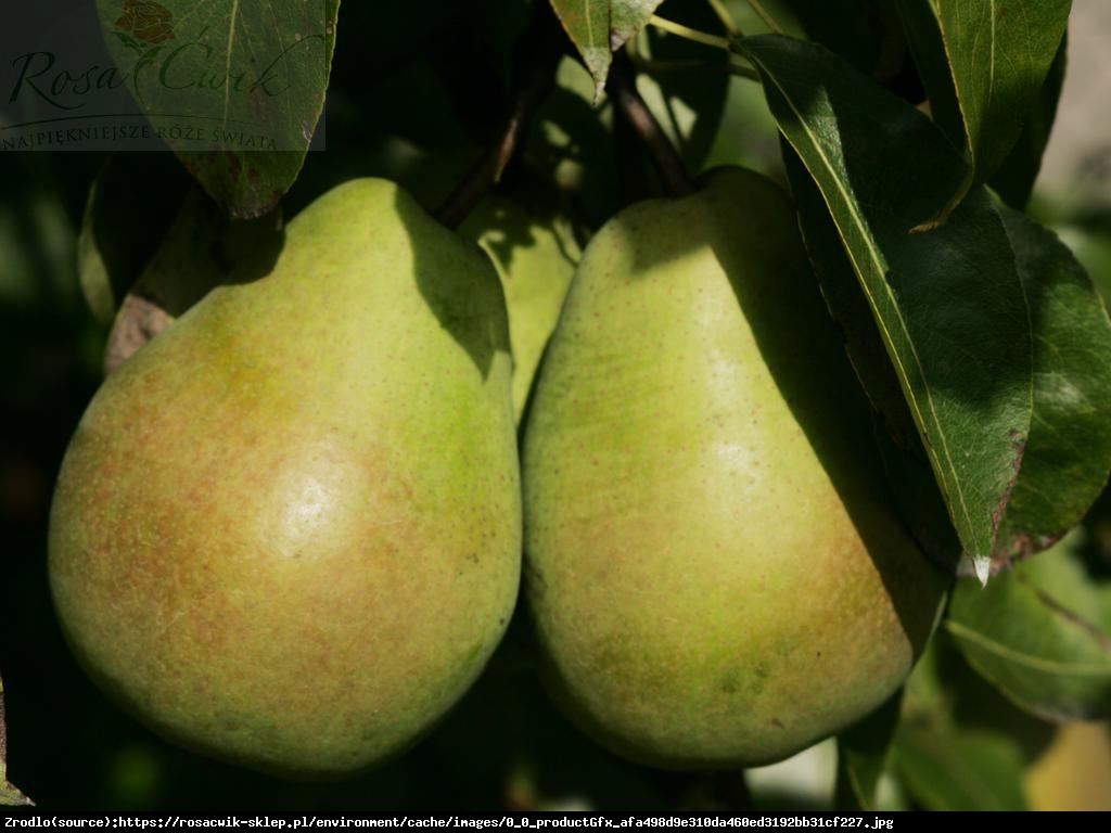 Grusza Lukasówka - Pyrus Lukasówka