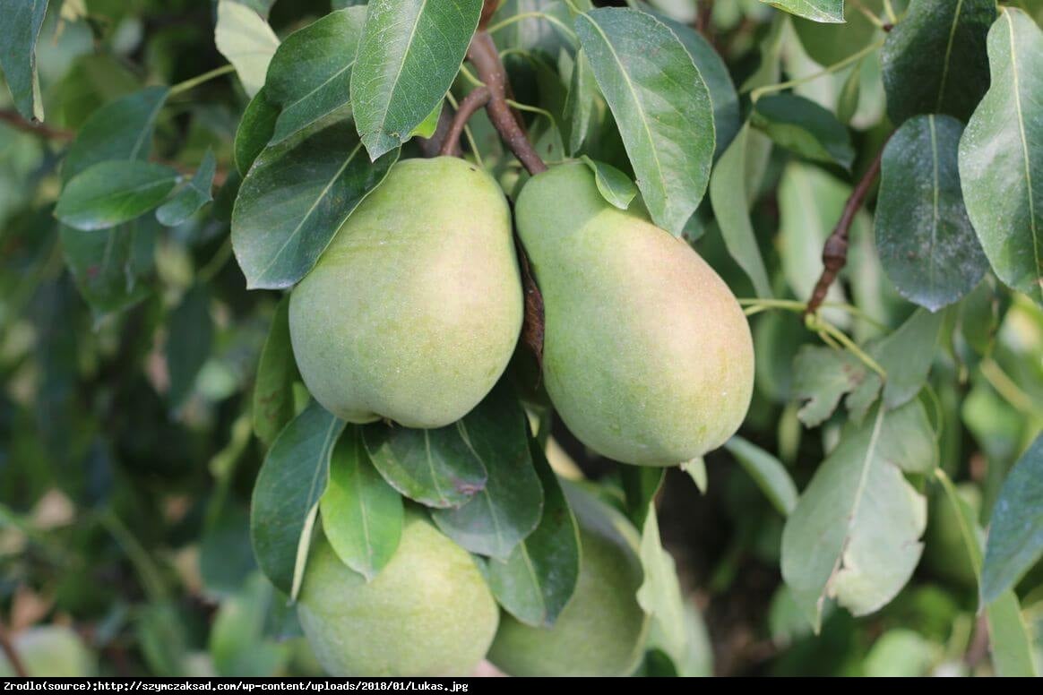 Grusza Lukasówka - Pyrus Lukasówka