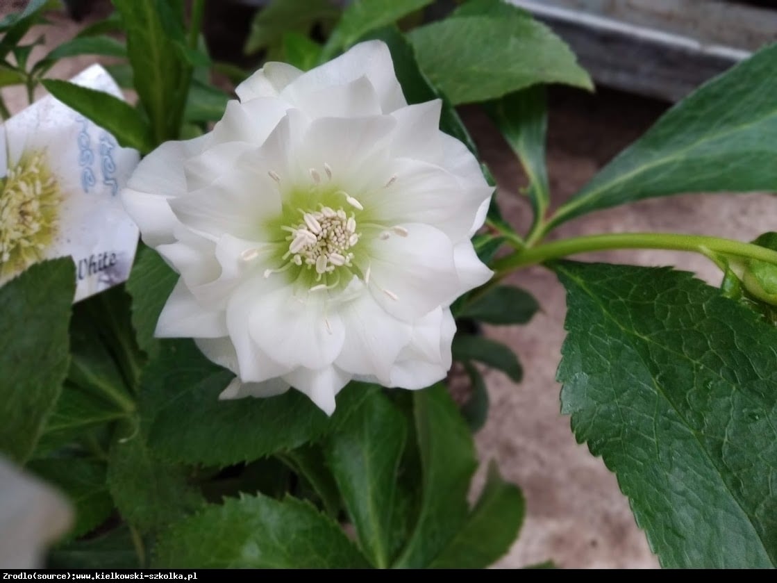 Ciemiernik wschodni Double  Ellen White RARYTAS - Helleborus orientalis Double Ellen White