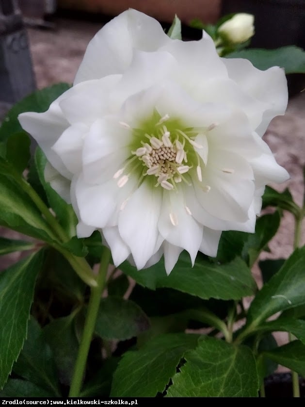 Ciemiernik wschodni Double  Ellen White RARYTAS - Helleborus orientalis Double Ellen White