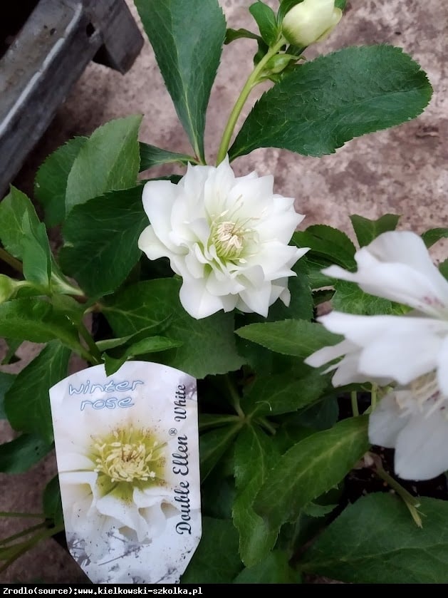 Ciemiernik wschodni Double  Ellen White RARYTAS - Helleborus orientalis Double Ellen White