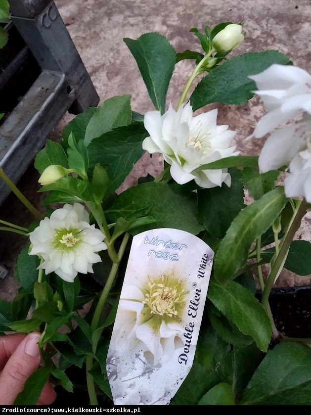 Ciemiernik wschodni Double  Ellen White RARYTAS - Helleborus orientalis Double Ellen White