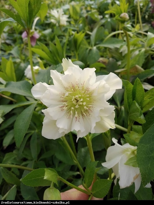 Ciemiernik wschodni Double  Ellen White RARYTAS - Helleborus orientalis Double Ellen White