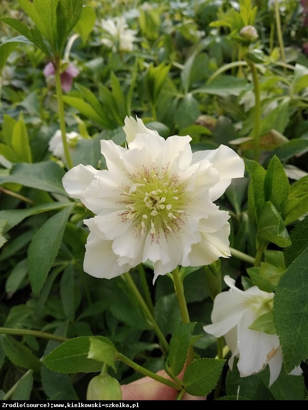 Ciemiernik wschodni Double  Ellen White RARYTAS - Helleborus orientalis Double Ellen White