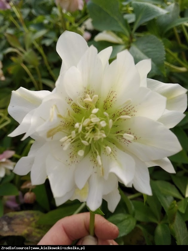 Ciemiernik wschodni Double  Ellen White RARYTAS - Helleborus orientalis Double Ellen White