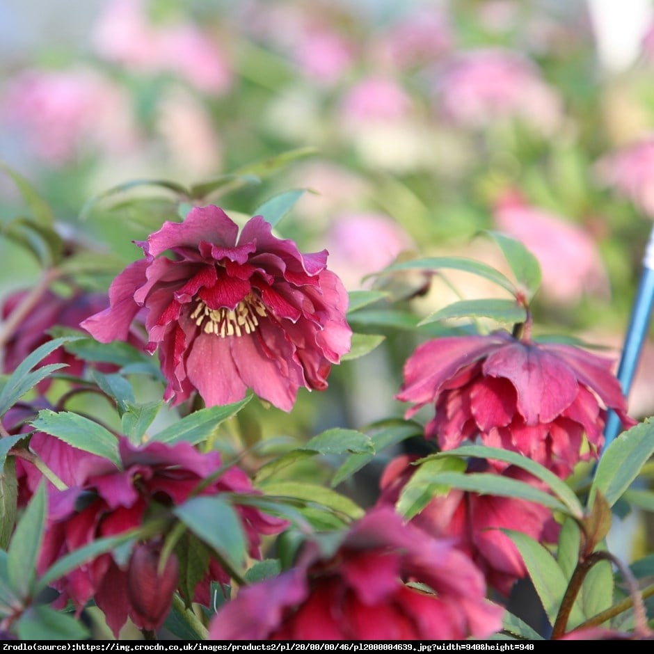 Ciemiernik wschodni Queens Double Red RARYTAS - Helleborus orientalis Queens Double Red