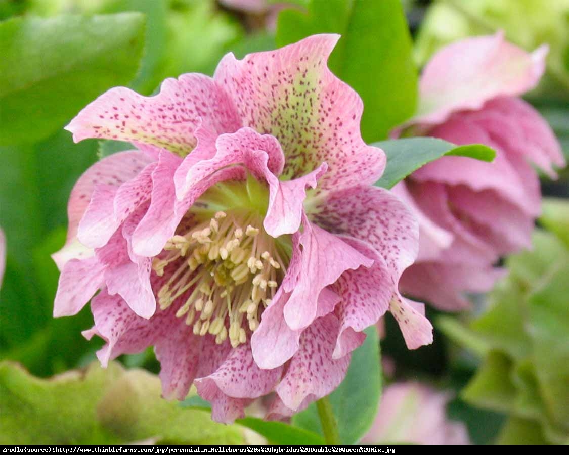 Ciemiernik Queens Double Pink RARYTAS - Helleborus orientalis Queens Double Pink