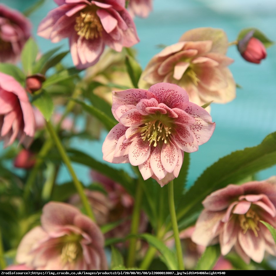 Ciemiernik Queens Double Pink RARYTAS - Helleborus orientalis Queens Double Pink