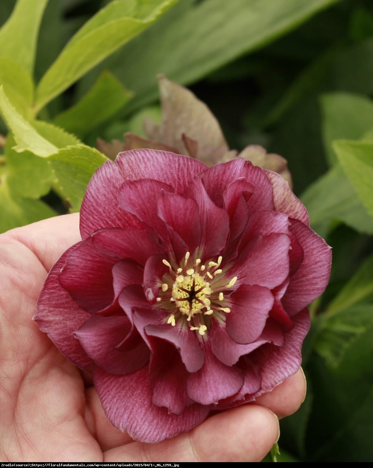 Ciemiernik wschodnii Queens Picotee Red UNIKAT!!! - Helleborus orientalis Queens Picotee Red