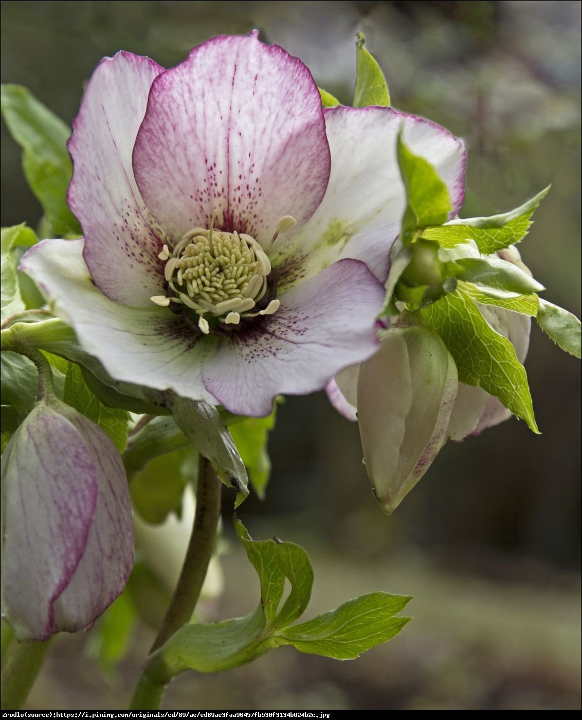 Ciemiernik wschodni Queens Picotee Pink UNIKAT!!! - Helleborus orientalis Queens Picotee Pink