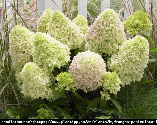 Hortensja bukietowa LITTLE FRAISE - UNIKATOWA PIĘKNOŚĆ - Hydrangea paniculata Little Fraise