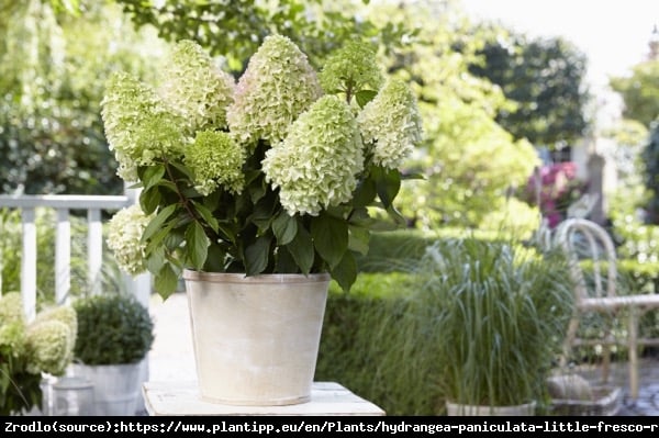 Hortensja bukietowa LITTLE FRAISE - UNIKATOWA PIĘKNOŚĆ - Hydrangea paniculata Little Fraise