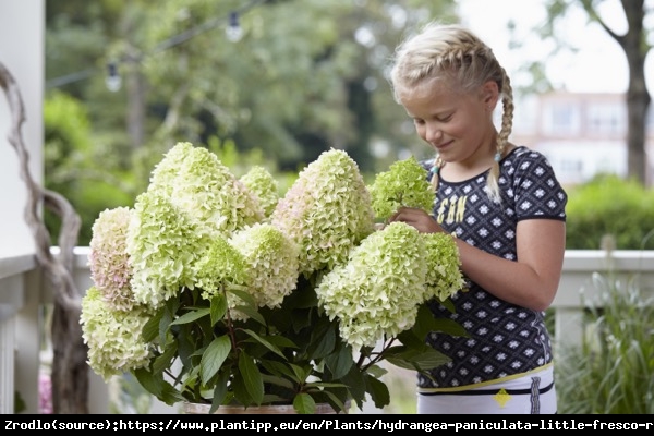 Hortensja bukietowa LITTLE FRAISE - UNIKATOWA PIĘKNOŚĆ - Hydrangea paniculata Little Fraise