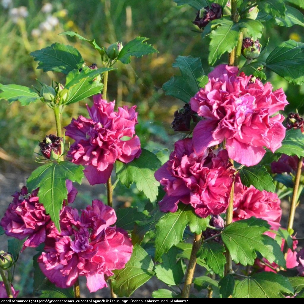 Ketmia Hibiskus syryjski FRENCH CABARET RED - CZERWONE POMPONY - Hibiscus syriacus French Cabaret Red