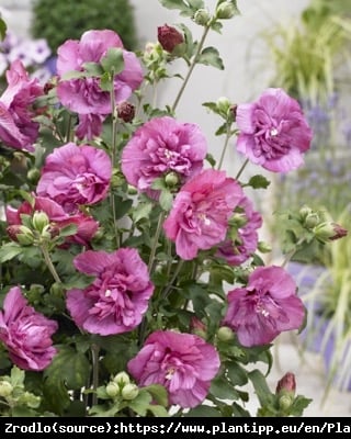 Ketmia Hibiskus syryjski MAGENTA CHIFFON - KARMAZYNOWE RÓŻYCZKI - Hibiscus syriacus Magenta Chiffon