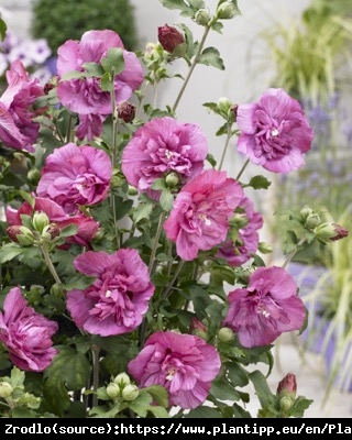 Ketmia Hibiskus syryjski MAGENTA CHIFFON - KARMAZYNOWE RÓŻYCZKI - Hibiscus syriacus Magenta Chiffon