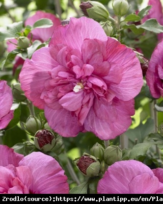 Ketmia Hibiskus syryjski MAGENTA CHIFFON - KARMAZYNOWE RÓŻYCZKI - Hibiscus syriacus Magenta Chiffon