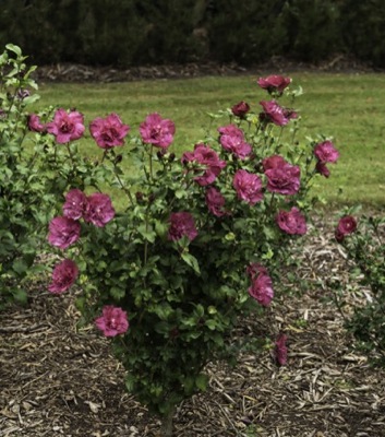 Ketmia Hibiskus syryjski MAGENTA CHIFFON - KARMAZYNOWE RÓŻYCZKI - Hibiscus syriacus Magenta Chiffon