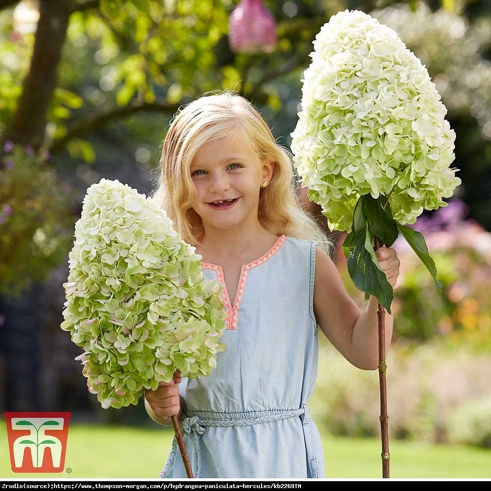 Hortensja bukietowa HERCULES - rarytas, OLIMPIJSKI GIGANT - Hydrangea paniculata Hercules