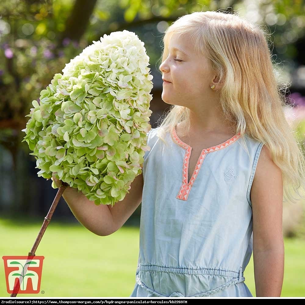 Hortensja bukietowa HERCULES - rarytas, OLIMPIJSKI GIGANT - Hydrangea paniculata Hercules