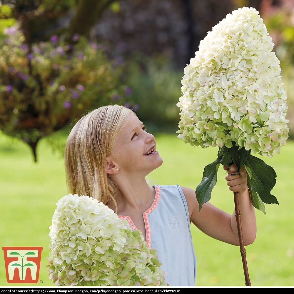 Hortensja bukietowa HERCULES - rarytas, OLIMPIJSKI GIGANT - Hydrangea paniculata Hercules