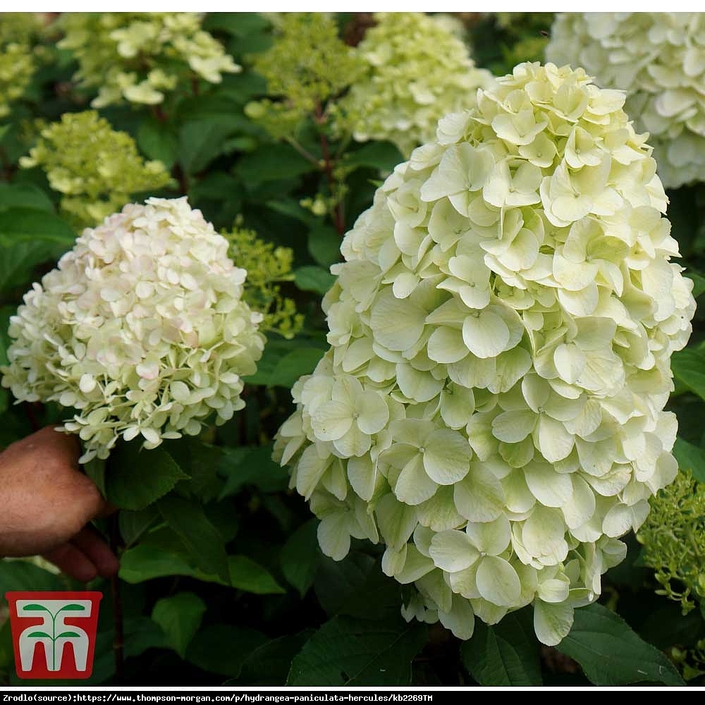 Hortensja bukietowa HERCULES - rarytas, OLIMPIJSKI GIGANT - Hydrangea paniculata Hercules