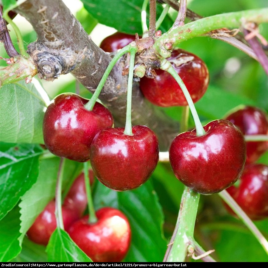 Czereśnia Burlat - Prunus Burlat