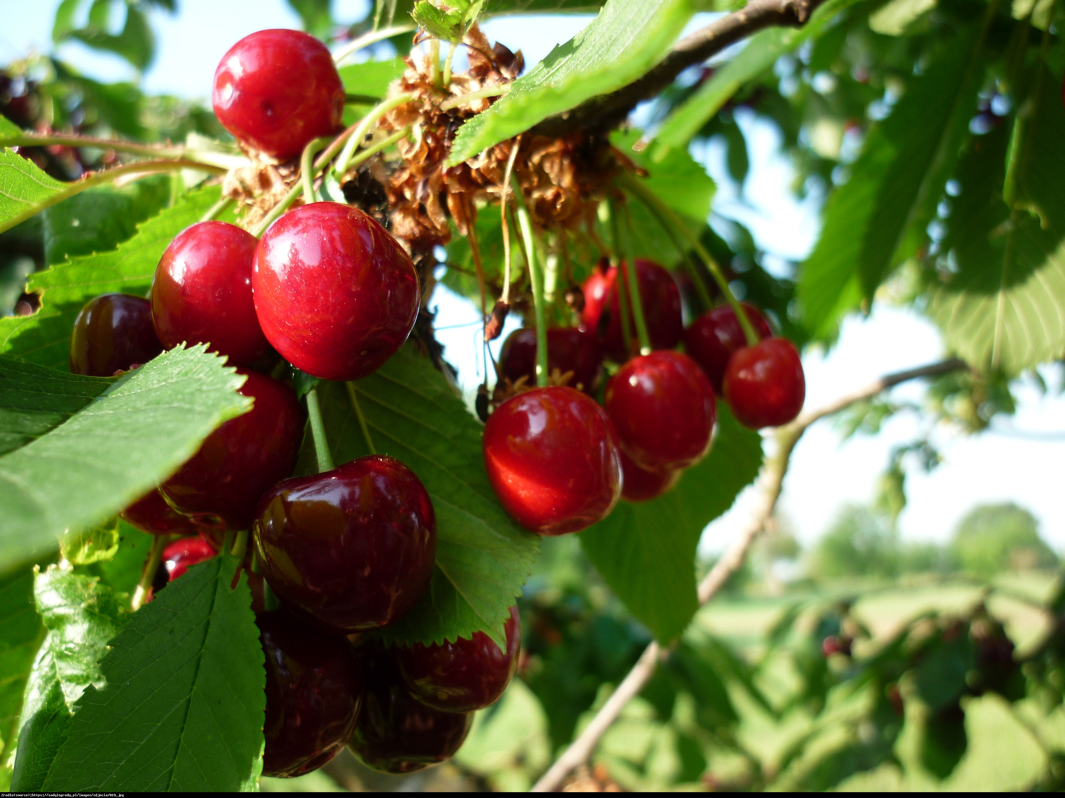 Czereśnia Burlat - Prunus Burlat