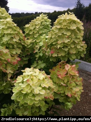 Hortensja bukietowa Graffiti - KARŁOWY KAMELEON - Hydrangea paniculata Graffiti