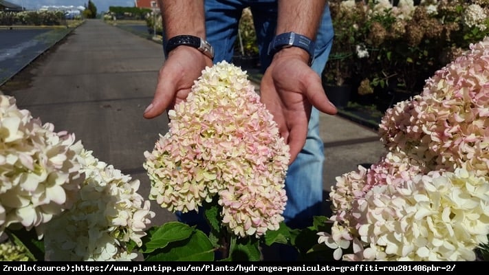 Hortensja bukietowa Graffiti - KARŁOWY KAMELEON - Hydrangea paniculata Graffiti