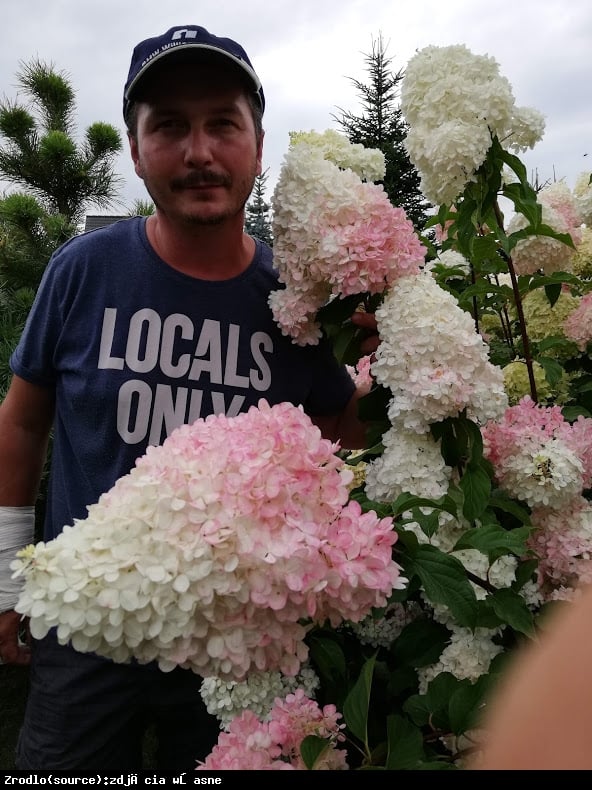 Hortensja bukietowa FRAISE MELBA - prawdziwa KRÓLOWA HORTENSJI - Hydrangea paniculata Fraise Melba