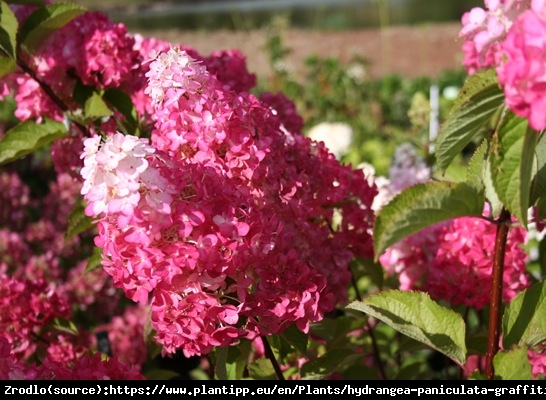 Hortensja bukietowa FRAISE MELBA - prawdziwa KRÓLOWA HORTENSJI - Hydrangea paniculata Fraise Melba