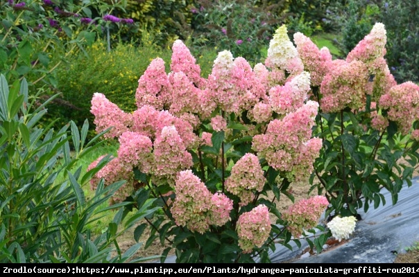 Hortensja bukietowa FRAISE MELBA - prawdziwa KRÓLOWA HORTENSJI - Hydrangea paniculata Fraise Melba