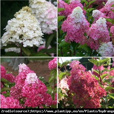 Hortensja bukietowa FRAISE MELBA - prawdziwa KRÓLOWA HORTENSJI - Hydrangea paniculata Fraise Melba