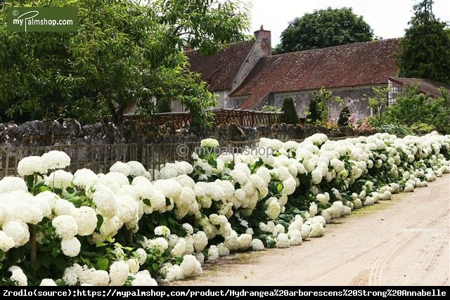 Hortensja drzewiasta STRONG ANNABELLE - unikat, ŚNIEŻNE KULE - Hydrangea arborescens Strong Annabelle