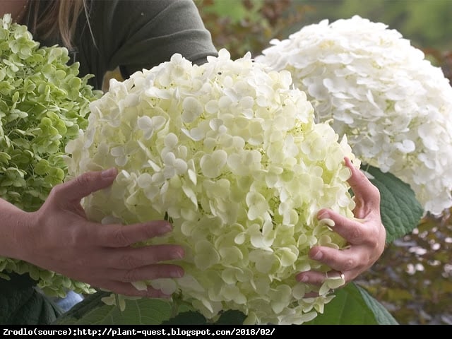 Hortensja drzewiasta STRONG ANNABELLE - unikat, ŚNIEŻNE KULE - Hydrangea arborescens Strong Annabelle