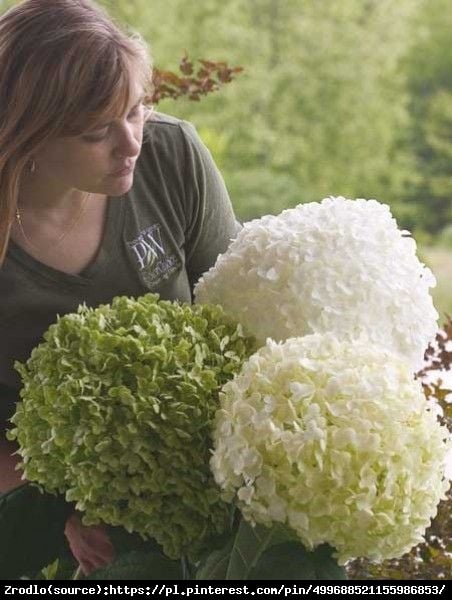 Hortensja drzewiasta STRONG ANNABELLE - unikat, ŚNIEŻNE KULE - Hydrangea arborescens Strong Annabelle