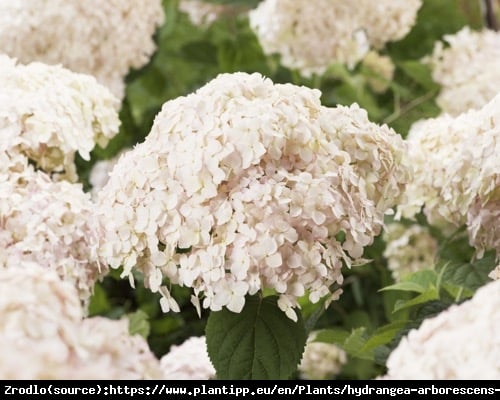 Hortensja drzewiasta CANDYBELLE MARSHMALLOW - ŁOSOSIOWE KWIATY!!! - Hydrangea arborescens Candybelle Marshmallow