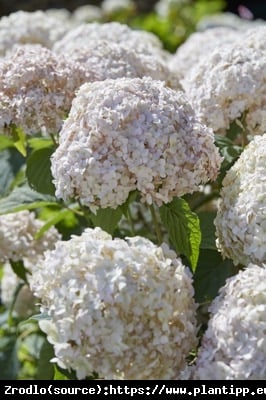 Hortensja drzewiasta CANDYBELLE MARSHMALLOW - ŁOSOSIOWE KWIATY!!! - Hydrangea arborescens Candybelle Marshmallow