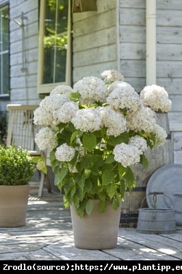 Hortensja drzewiasta CANDYBELLE MARSHMALLOW - ŁOSOSIOWE KWIATY!!! - Hydrangea arborescens Candybelle Marshmallow