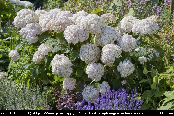 Hortensja drzewiasta CANDYBELLE MARSHMALLOW - ŁOSOSIOWE KWIATY!!! - Hydrangea arborescens Candybelle Marshmallow