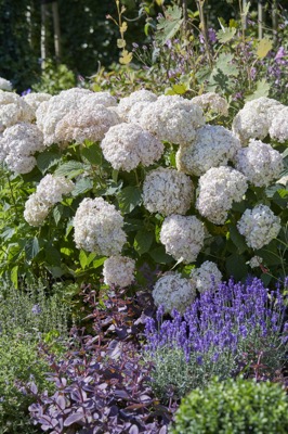 Hortensja drzewiasta CANDYBELLE MARSHMALLOW - ŁOSOSIOWE KWIATY!!! - Hydrangea arborescens Candybelle Marshmallow