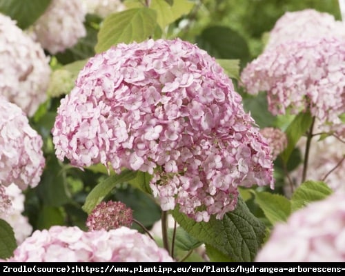 Hortensja drzewiasta CANDYBELLE BUBBLEGUM - różowa PEREŁKA - Hydrangea arborescens Candybelle Bubblegum