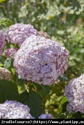 Hortensja drzewiasta CANDYBELLE BUBBLEGUM - różowa PEREŁKA - Hydrangea arborescens Candybelle Bubblegum